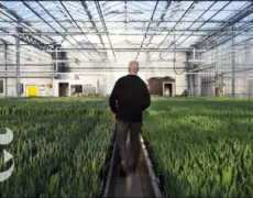 Descubre la magia de la Aalsmeer Flower Auction: El destino perfecto para tu próximo viaje de turismo floral