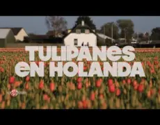 Descubre la belleza de Lisse en bicicleta: un tour por los campos de tulipanes