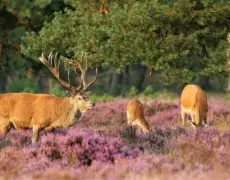 Descubre la belleza natural del Parque Nacional Hoge Veluwe en un inolvidable viaje de turismo